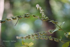 Pogostemon paniculatus